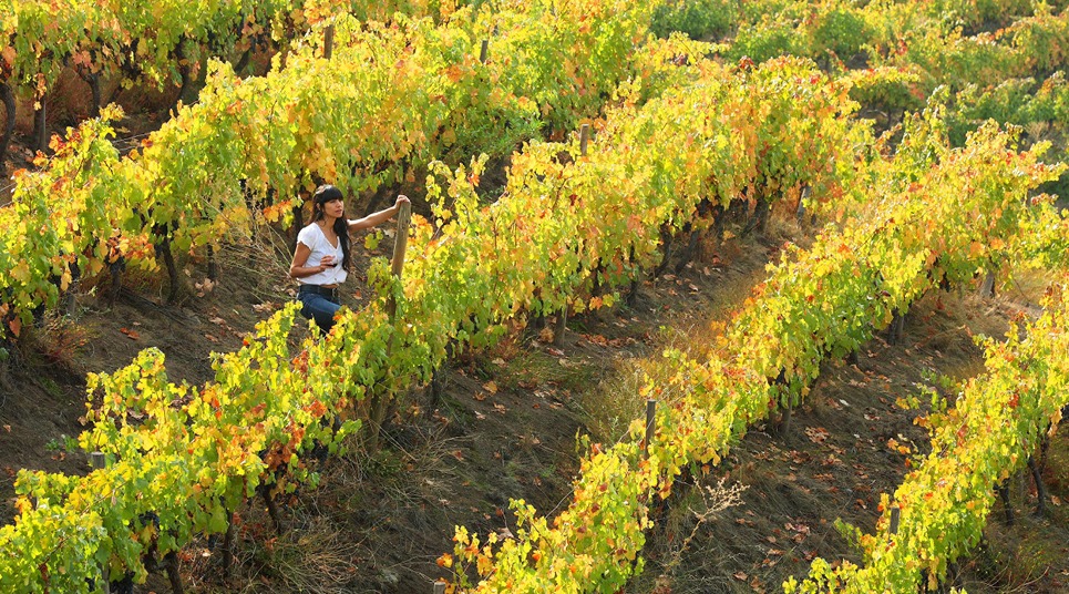 5 roteiros de vinho para conhecer no Chile