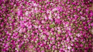 Assim como a Garganta de Todra, a cidade das flores Kelaat-M’Gouna é visita indispensável por aqui (foto: shutterstock)