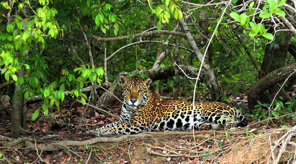 Onça no Pantanal