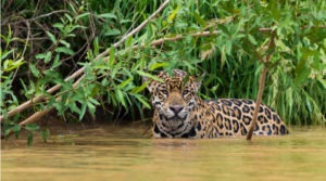 onça no Pantanal 