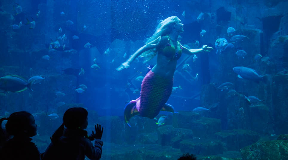L' Aquarium