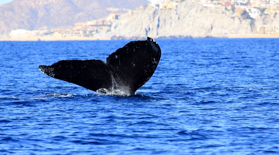 Cabo San Lucas (Foto: shutterstock.com)