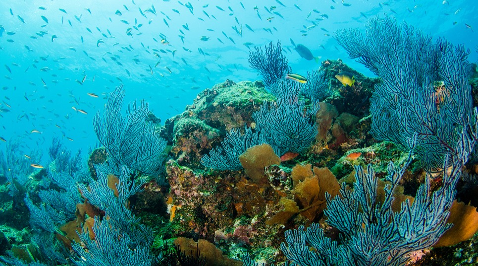 Parque Nacional Marinho Cabo Pulmo (Foto: shutterstock.com)