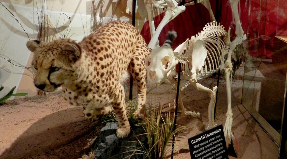 Skeletons Animals Unveiled (Foto: divulgação)