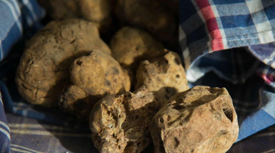 Trufas de Alba (Foto: Gustavo Mattos)