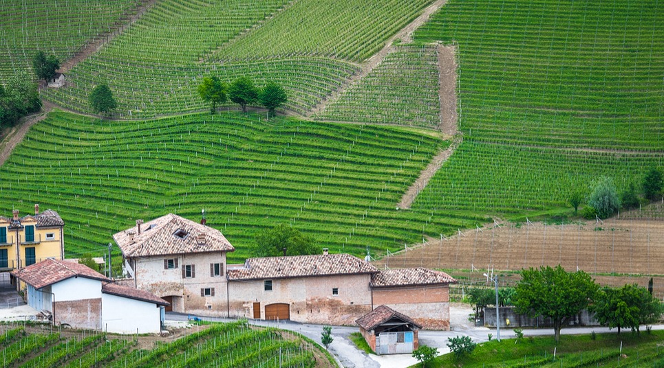 Vinícola Piemont (Foto: shutterstock.com)