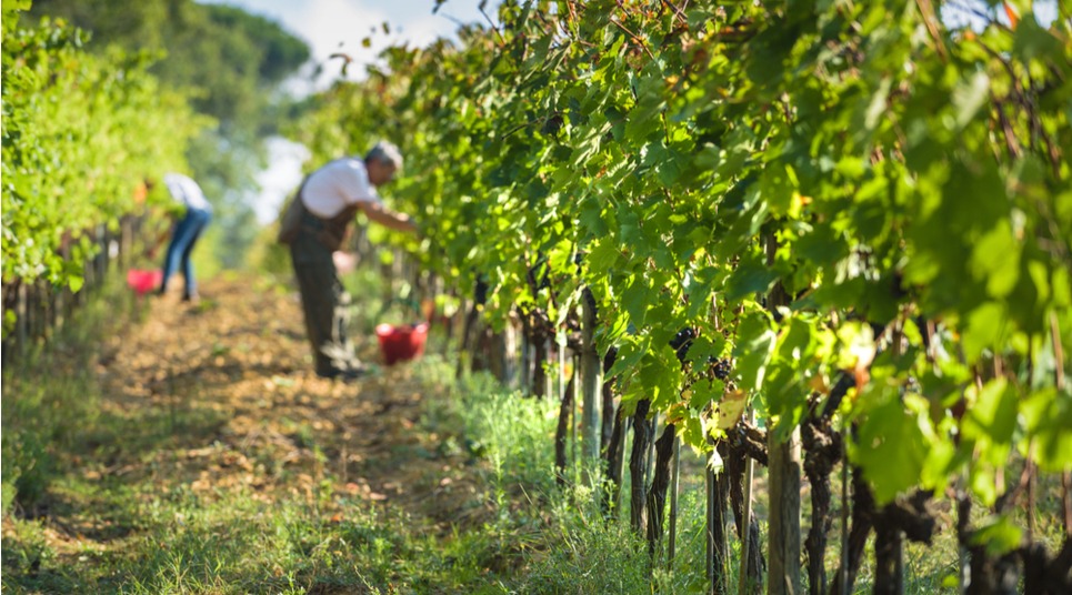 Vinícola na Toscana, Itália