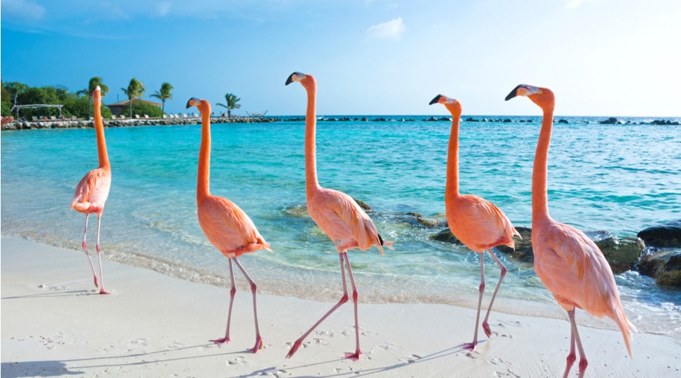 Aruba: praias de água turquesa no Caribe - Viajar pelo Mundo