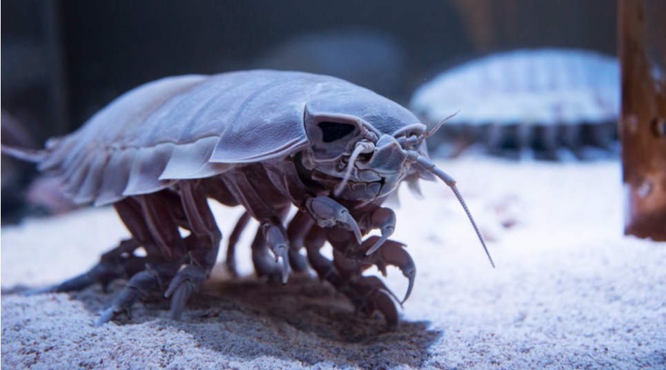 Bathynomus giganteus