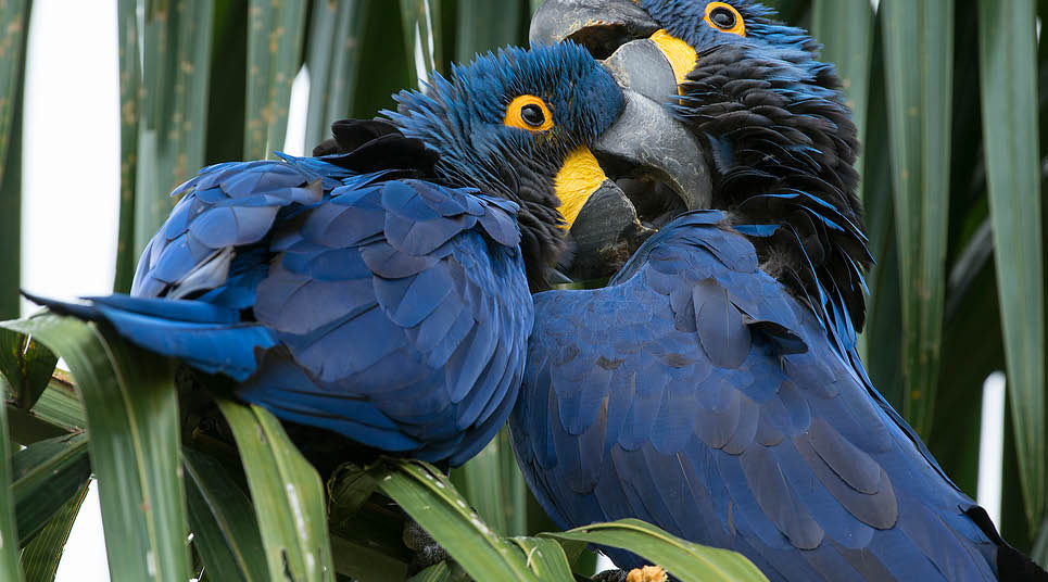 Birdwatching: roteiros para observação de aves no Brasil