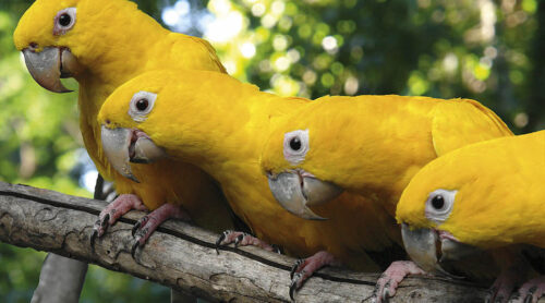 Birdwatching: roteiros para observação de aves no Brasil