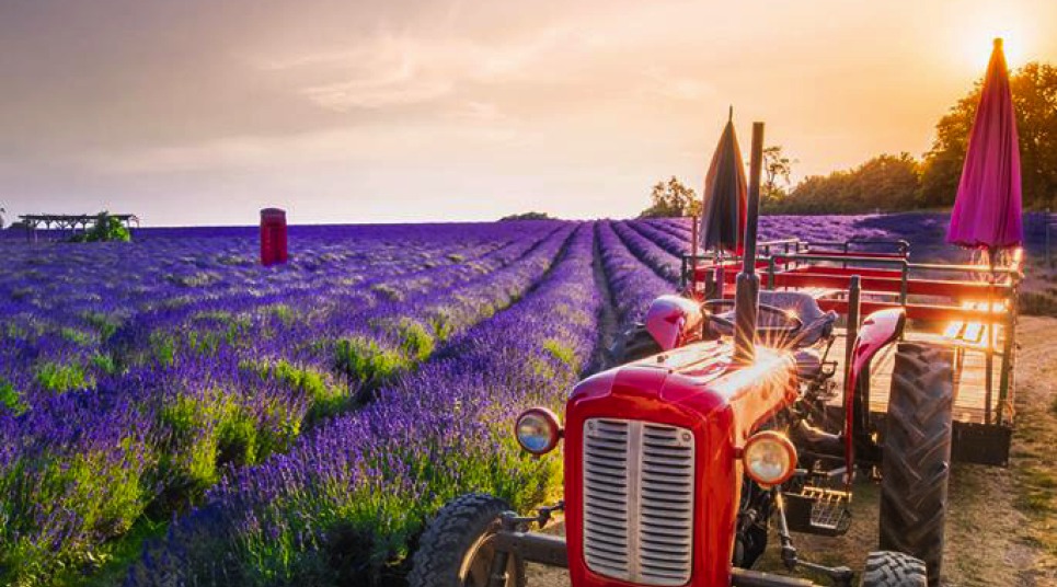 6 campos de lavanda para conhecer pelo mundo - Viajar pelo Mundo