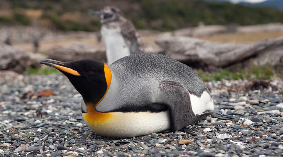 Um dos pinguins que vivem na Pinguinera