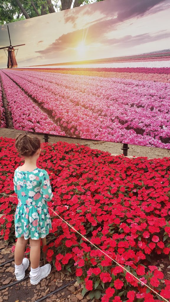 Campos floridos em Holambra