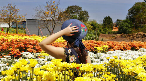 Expoflora 2025 atrai milhares de turistas para Holambra