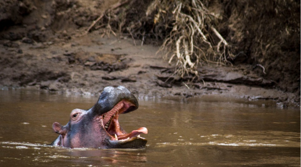 Em Botswana, é possível ver hipopótamos (foto: shutterstock)