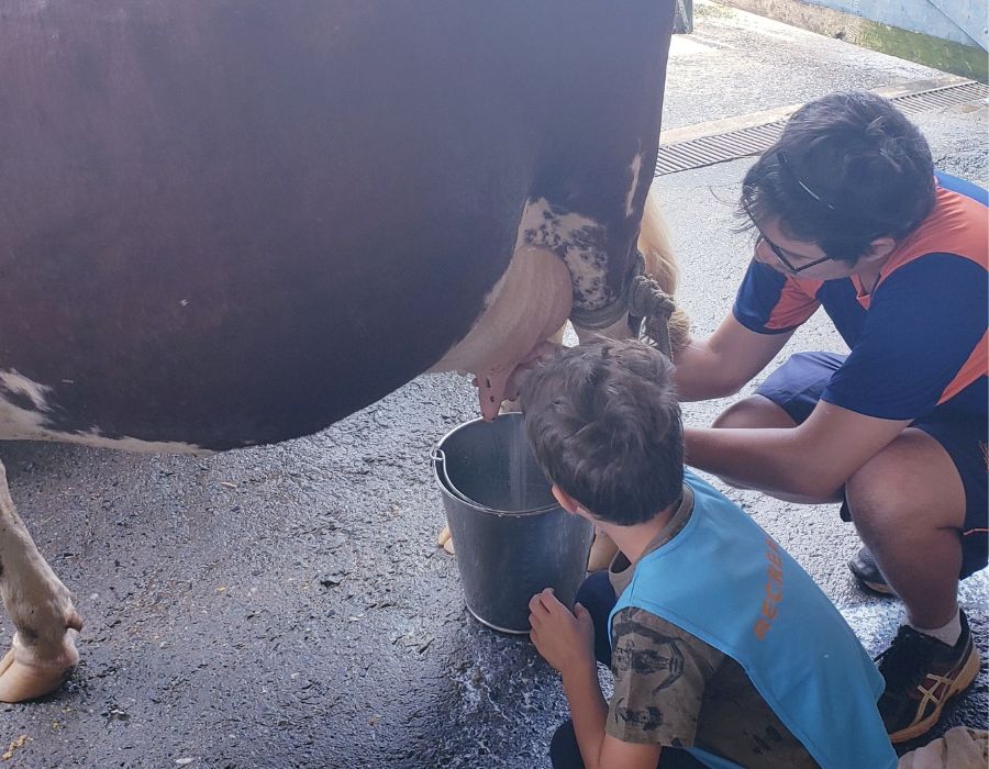 crianças interagem com animais da fazenda