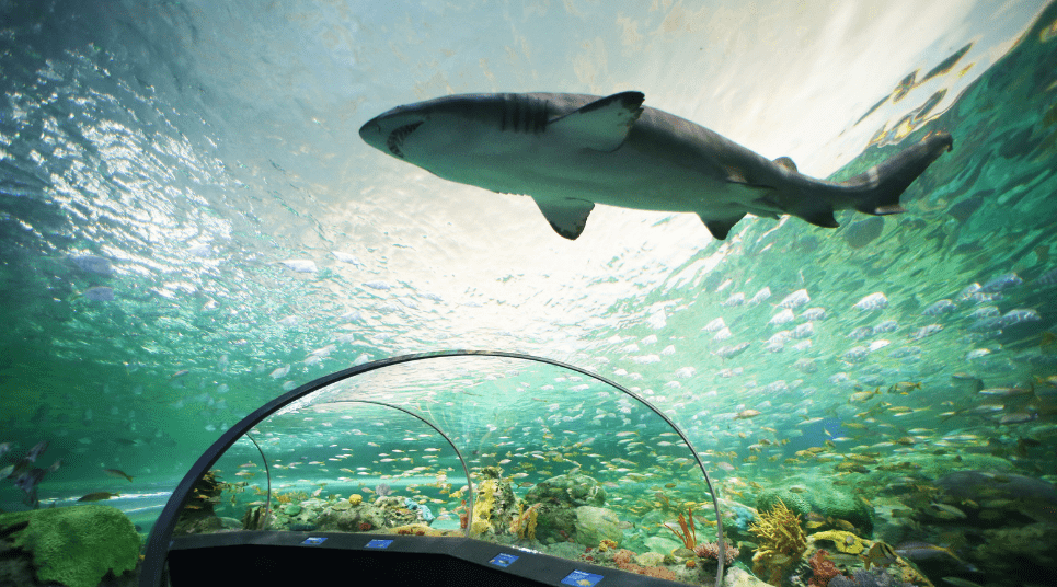 Assim como a torre, o Ripley's Aquarium é mais uma das atrações imperdíveis de Toronto (foto: divulgação/Ripley's Aquarium)
