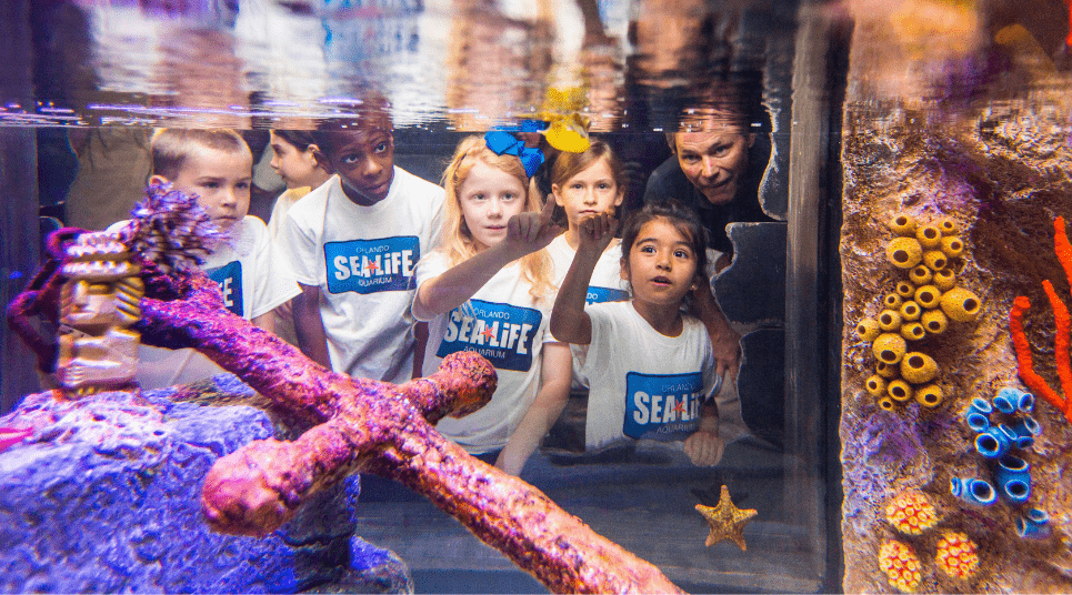 Assim como o Crayola Experience, o Sea Life Aquarium é perfeito para a criançada (foto: divulgação/Sea Life Aquarium)