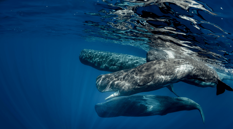 Baleias no Oceano Atlântico
