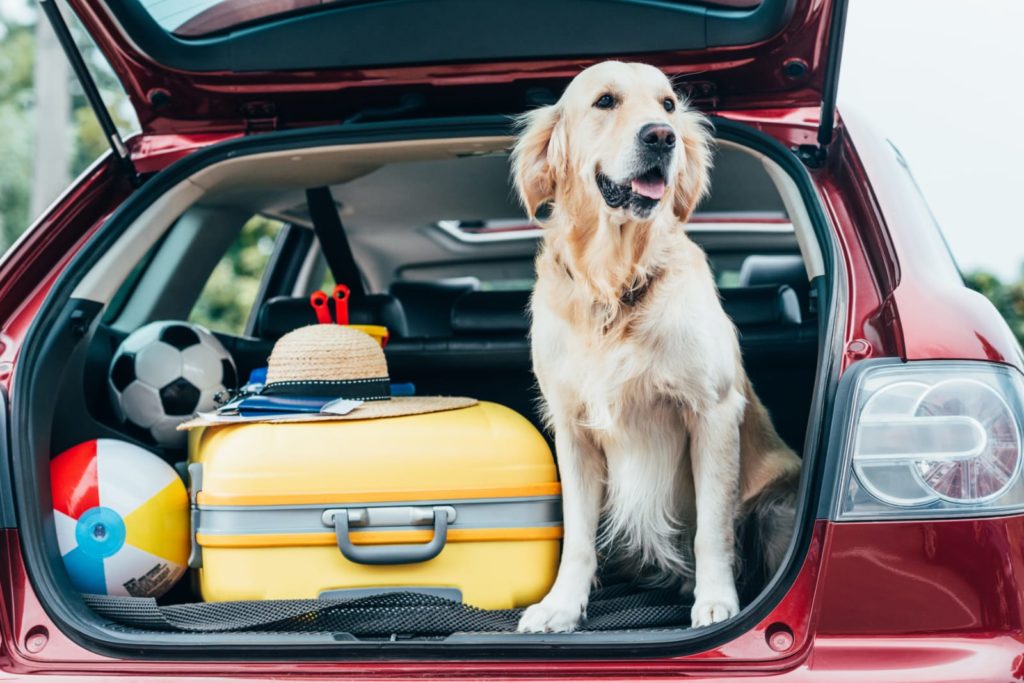 Cachorro em porta-malas de carro