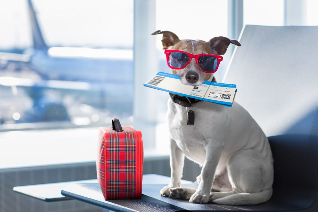 Cachorro em aeroporto com óculos e passagem na boca