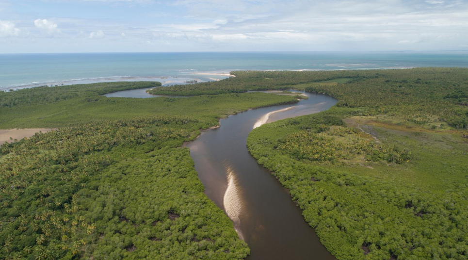 Rio rodeado pelo mangue