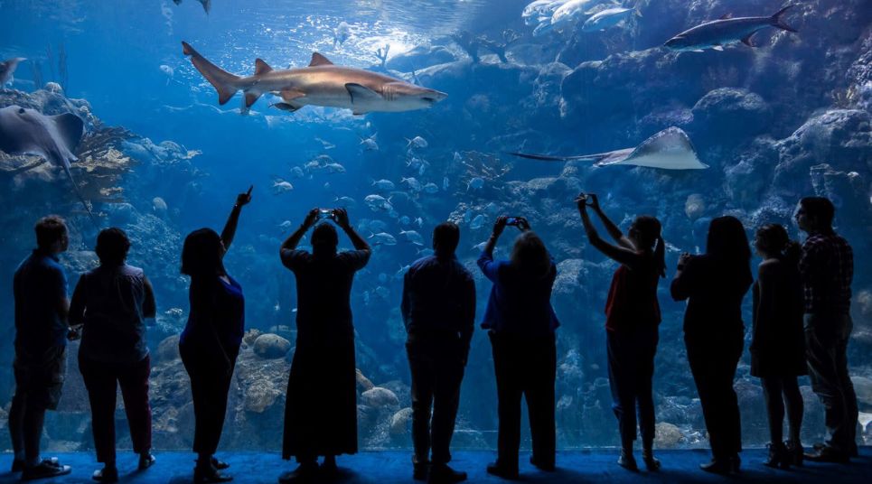 The Florida Aquarium, Tampa.