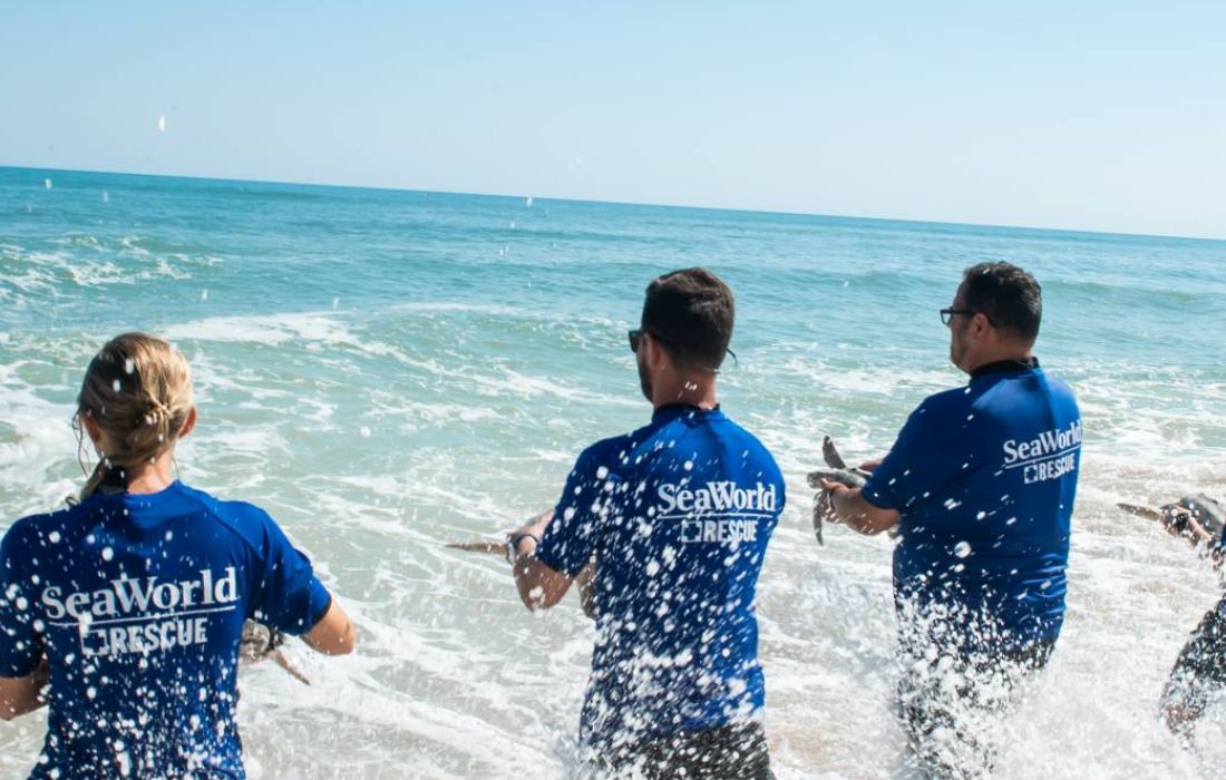 SeaWorld promove ações de resgate, pesquisa e preservação animal.