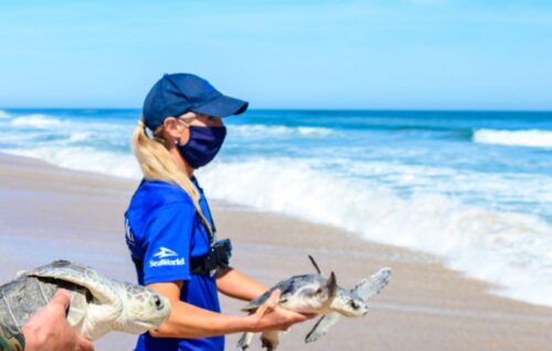 SeaWorld promove ações de resgate, pesquisa e preservação animal.