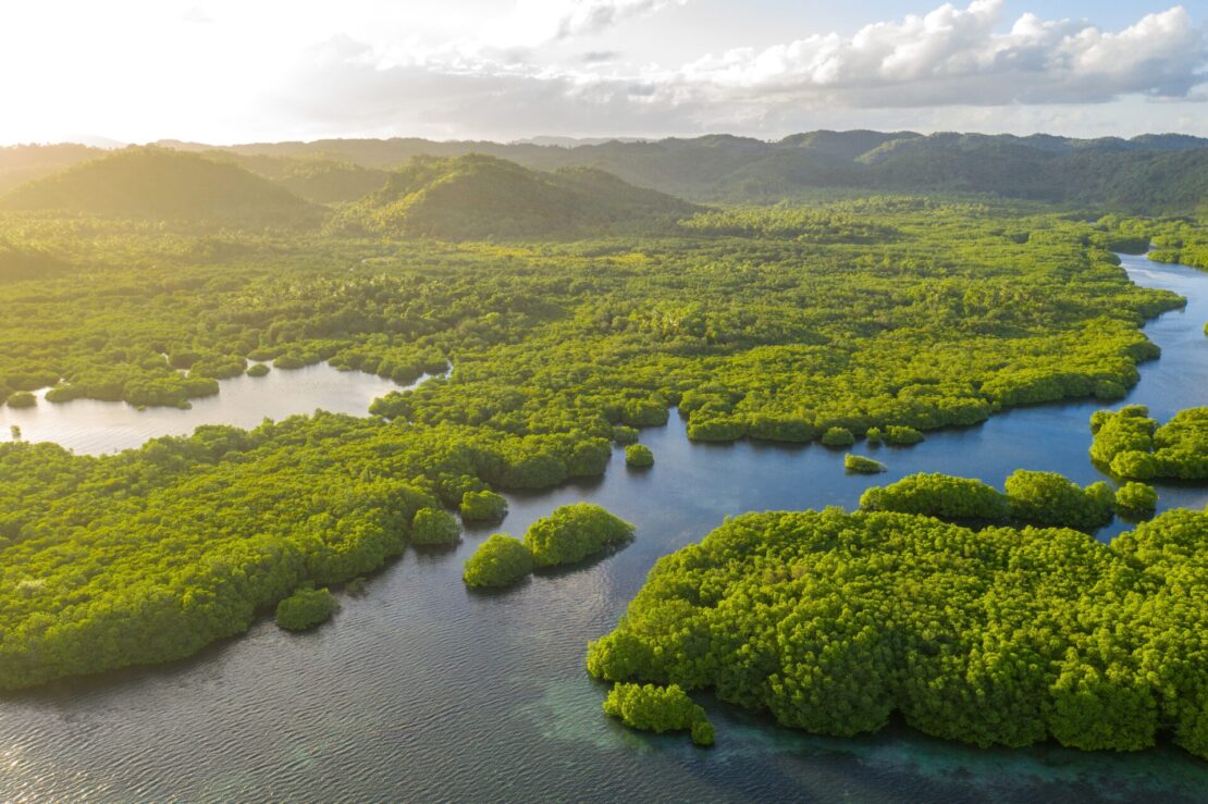 Observação de aves: Amazonas