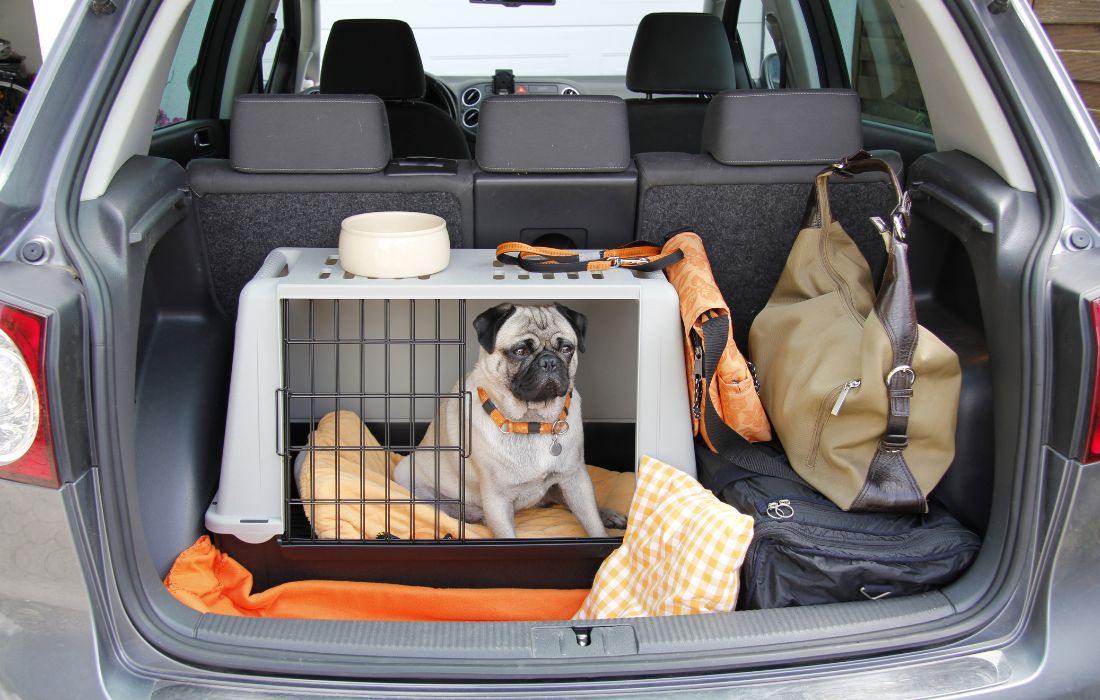 Viajar com cachorro