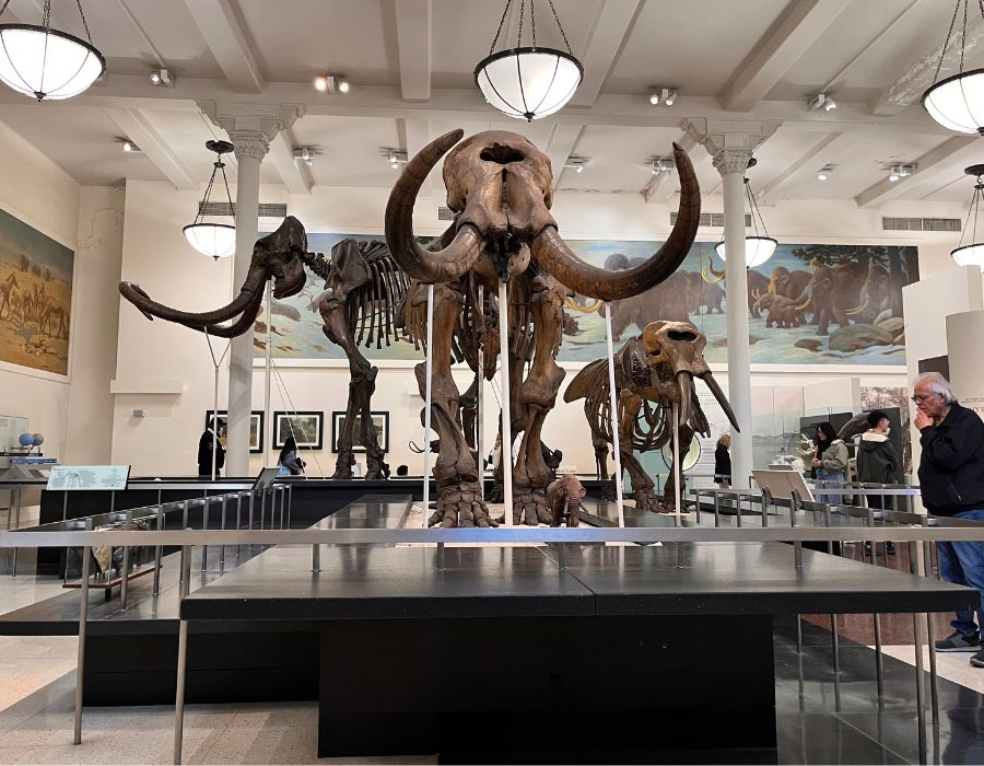 Museu de história Natural_NY