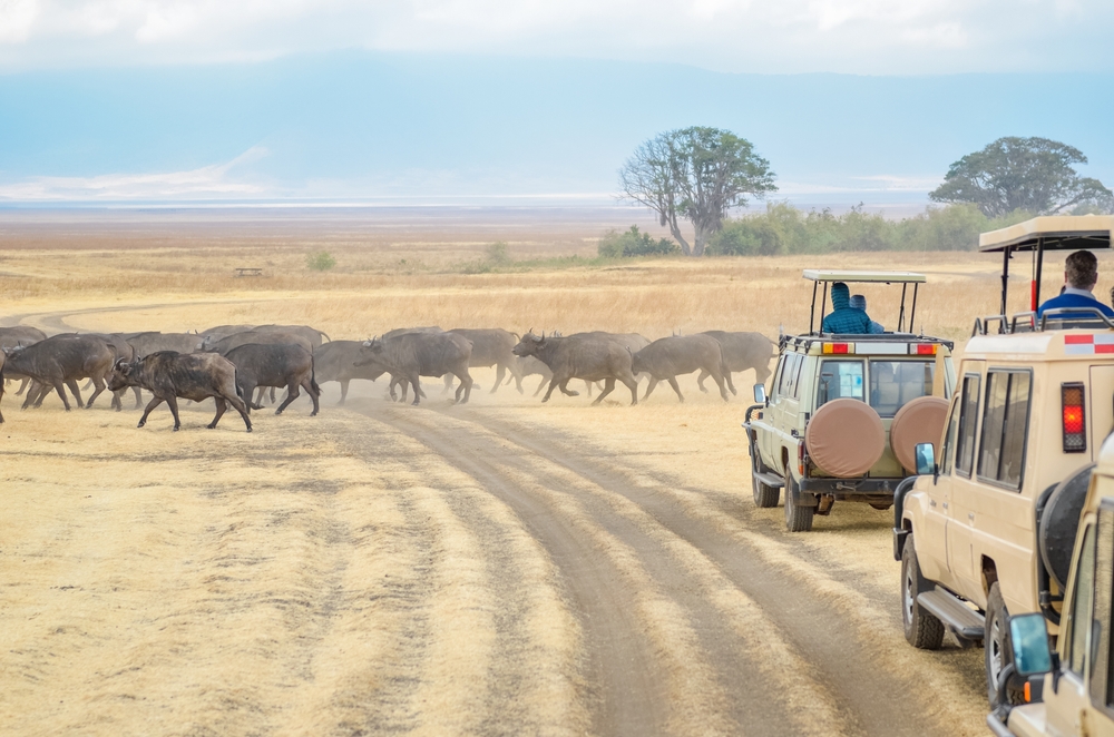 Safári: Parque Nacional Kruger