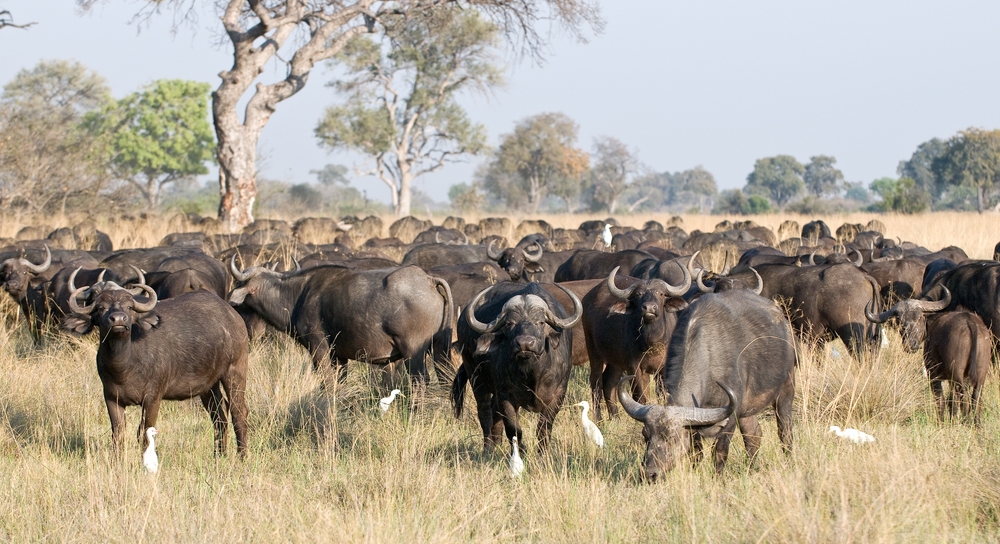 Safári em Botswana