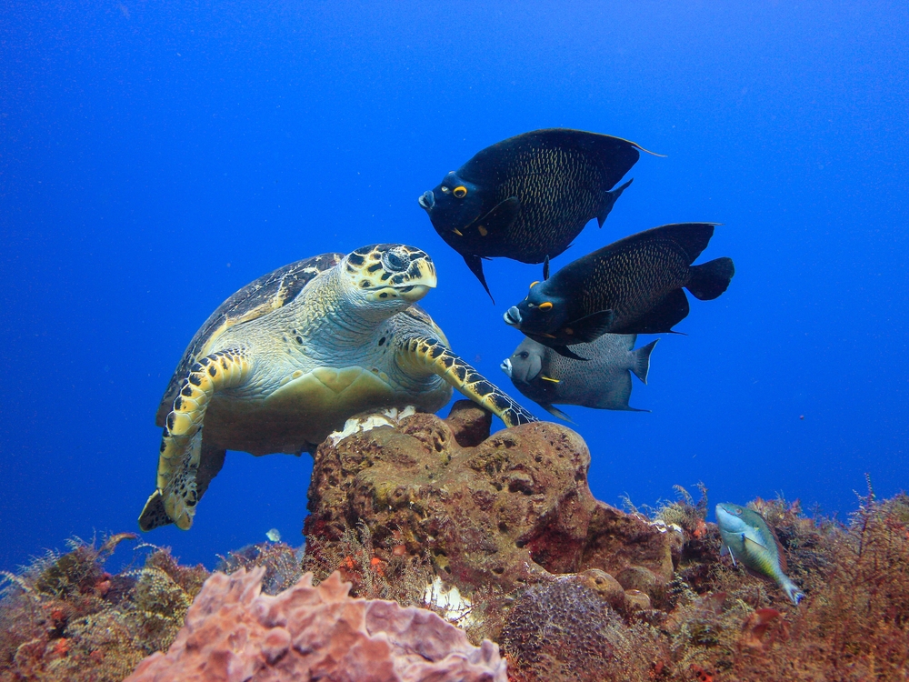 Mergulho em Cozumel
