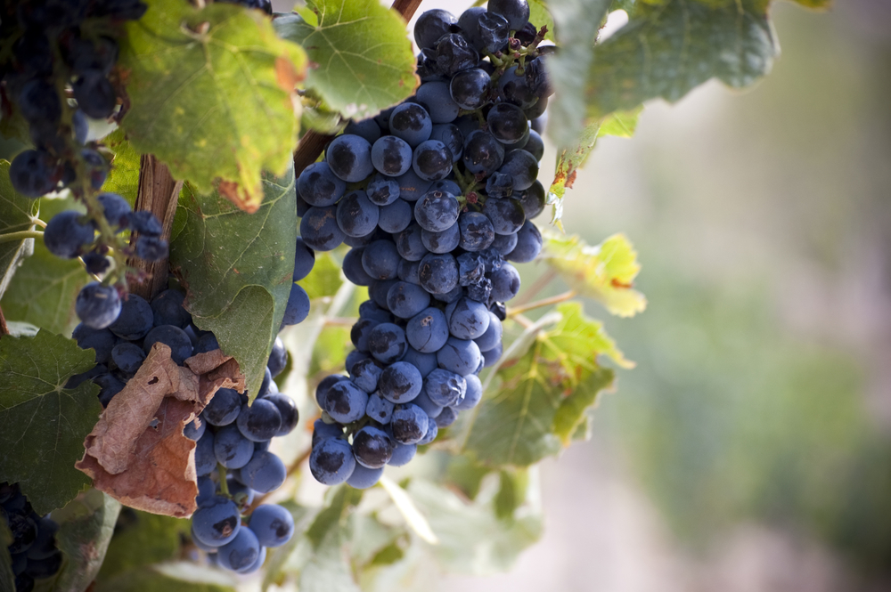 Baixo Alentejo conquista título Capital Europeia do Vinho 2026