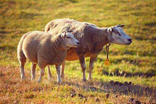 Turismo rural: São Paulo atrai visitantes de diversas idades