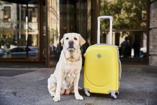 Turismo pet-friendly