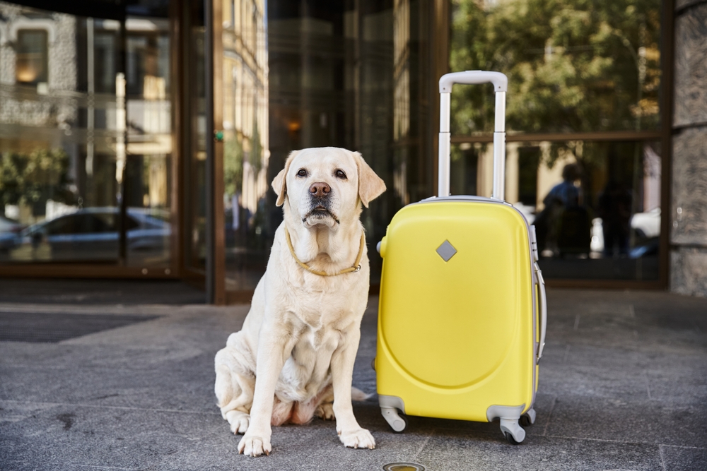 Turismo pet-friendly