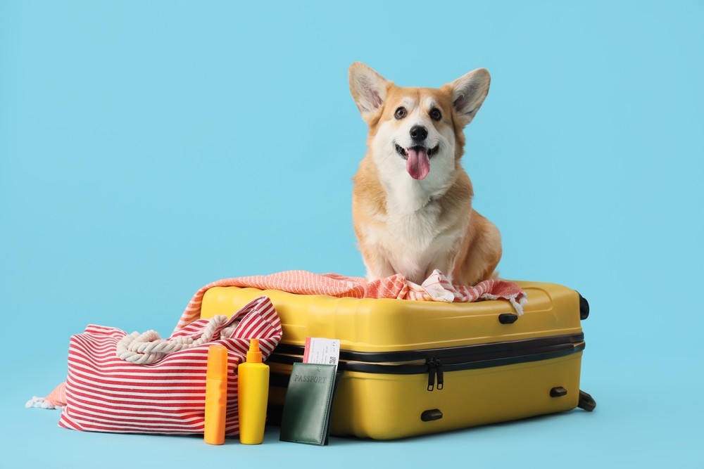Viagens com pets