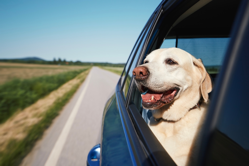 Destinos pet-friendly