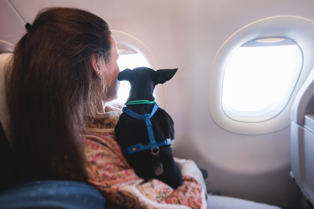 Turismo pet-friendly: viajando de avião