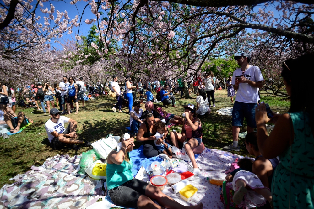 Parque do Carmo: Festival das Cerejeiras em São Paulo