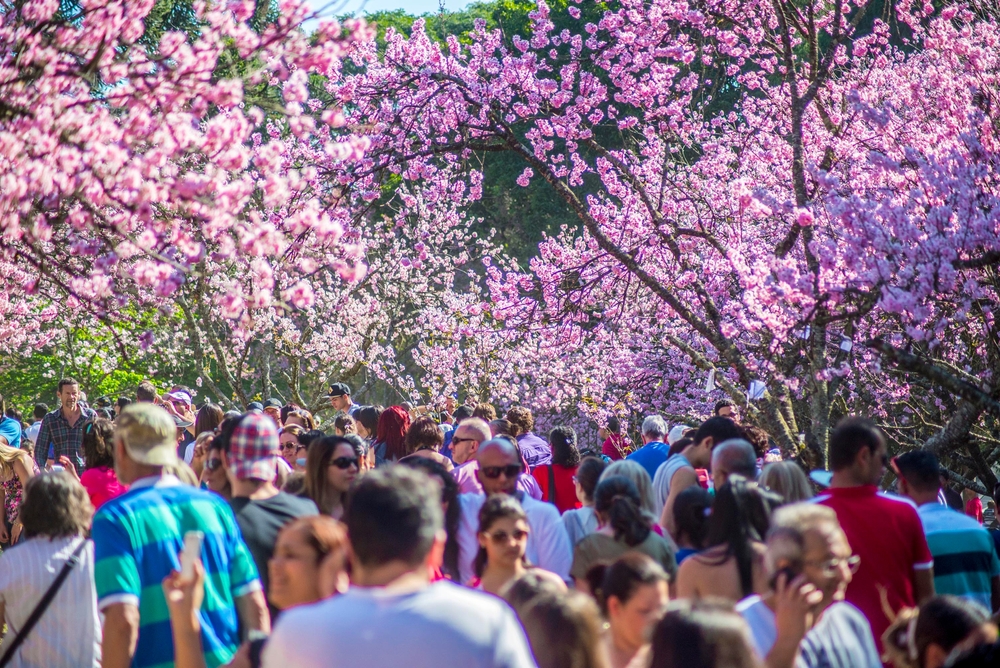 Parque do Carmo: Festival das Cerejeiras