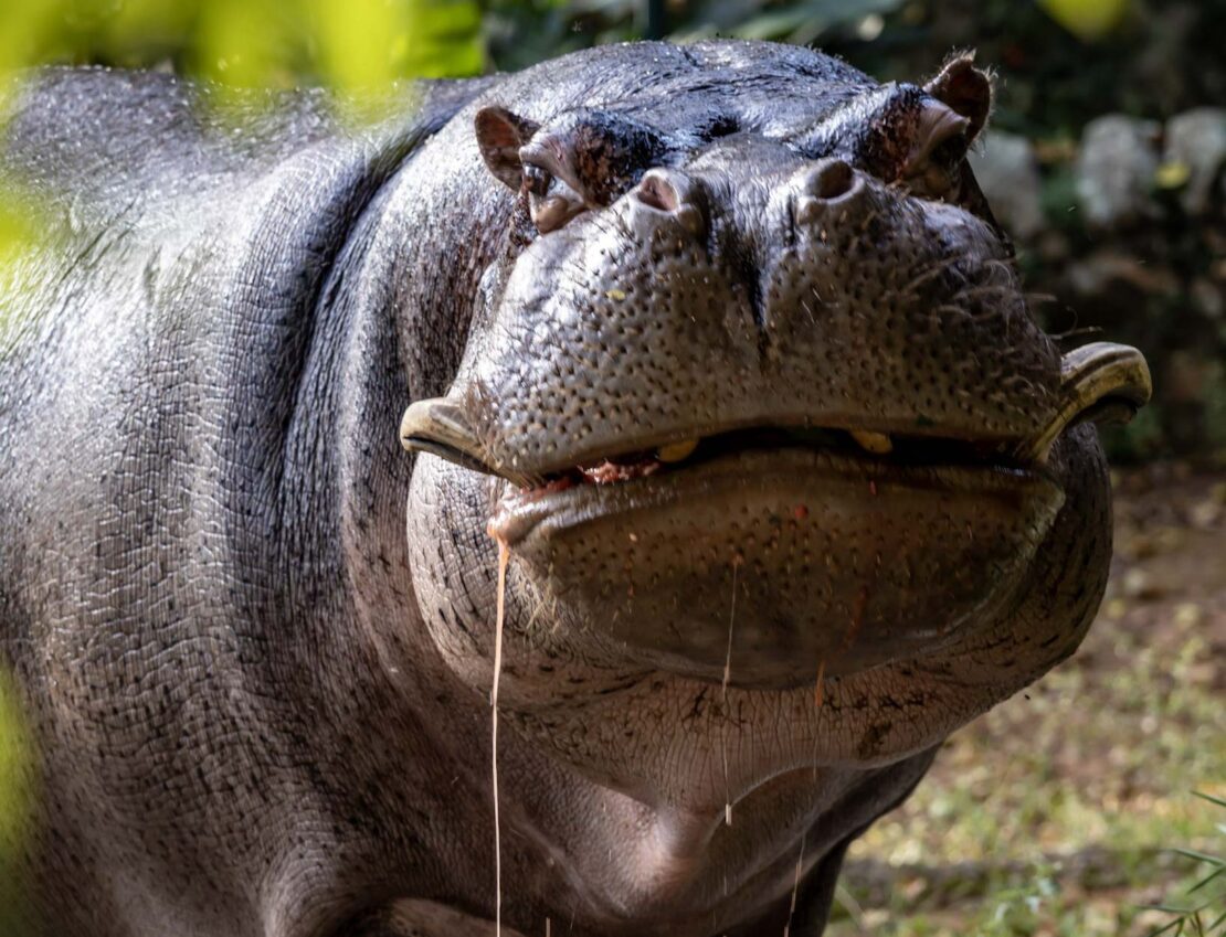 Hipopotamo no Simba Safari de São Paulo