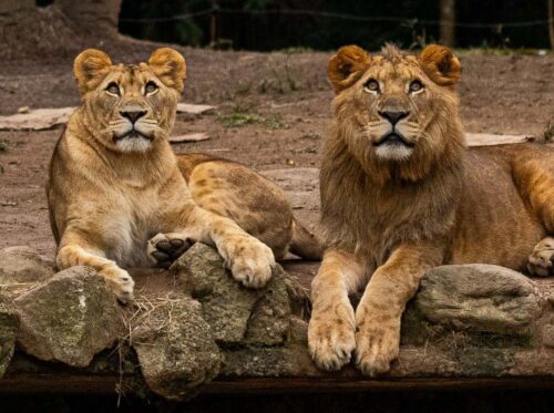 Simba Safari volta renovado com safári em caminhões