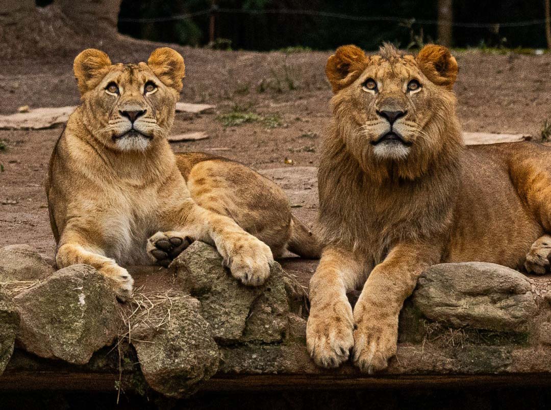 Simba Safari volta renovado com safári em caminhões