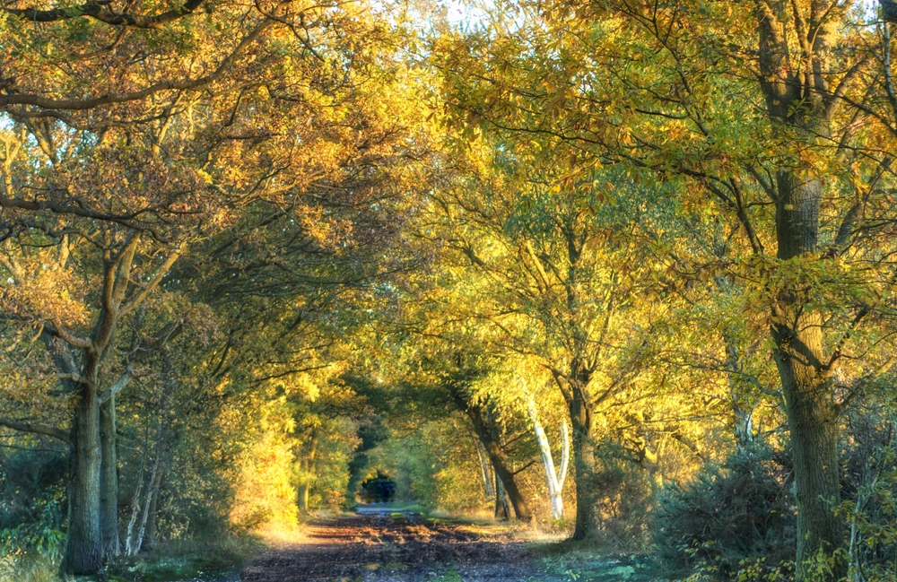 Wimbledon and Putney Common