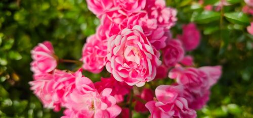 Cidade das Rosas: Taif atrai turistas na Arábia Saudita